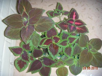 Лот: 5649627. Фото: 1. Колеус (12 штук). Горшечные растения и комнатные цветы