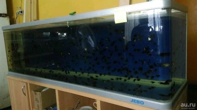 Лот: 10855157. Фото: 1. Аквариум 450 л. Аквариумы, террариумы