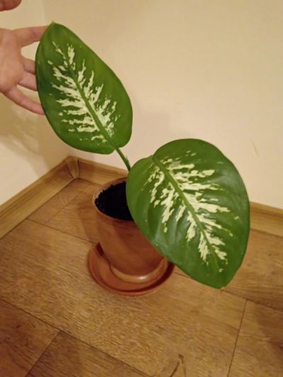Лот: 25899761. Фото: 1. Диффенбахия Тропик молодая в керамическом... Горшечные растения и комнатные цветы