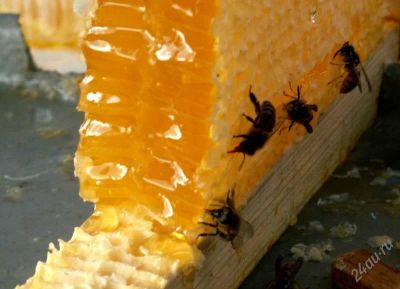 Лот: 125387. Фото: 1. Мёдовые соты с пергой и без (Рамка... Мёд, продукты пчеловодства