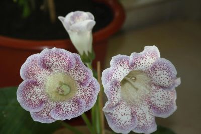 Лот: 4153048. Фото: 1. Глоксиния (ситец фиолетовый, цена... Горшечные растения и комнатные цветы