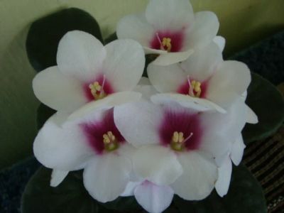 Лот: 4285868. Фото: 1. Фиалка MyDesire лист. Горшечные растения и комнатные цветы