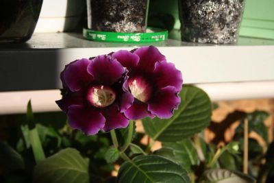 Лот: 4108535. Фото: 1. Глоксиния фиолетовая простая. Горшечные растения и комнатные цветы