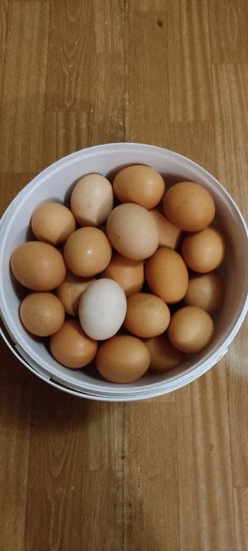 Лот: 19546001. Фото: 1. Яйцо деревенское 10 шт от породистых... Мясо, птица, яйцо