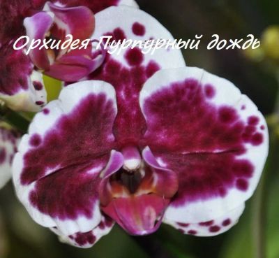 Лот: 22156949. Фото: 1. Орхидея фаленопсис "Пурпурный... Горшечные растения и комнатные цветы