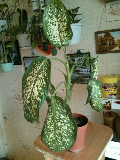 Лот: 5376786. Фото: 1. Диффенбахия (Взрослое, большое... Горшечные растения и комнатные цветы