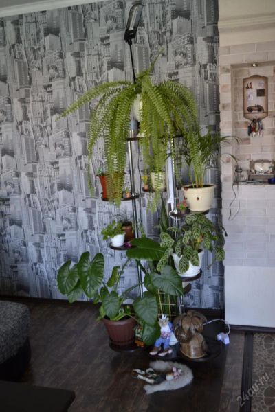 Лот: 5740842. Фото: 1. подставка под цветы. Другое (растения и животные)