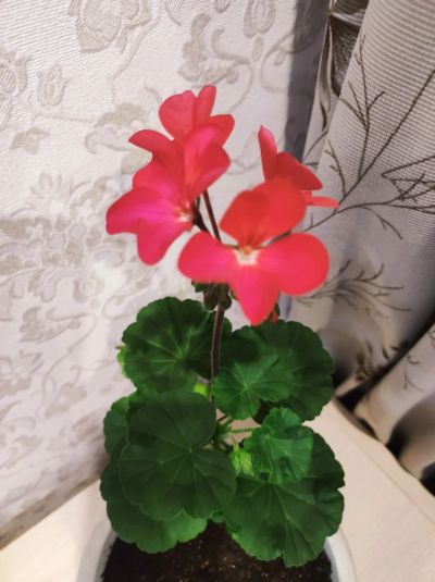 Лот: 19329538. Фото: 1. Шефлера, комнатный цветок, молодое... Горшечные растения и комнатные цветы