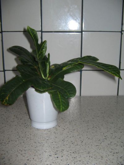 Лот: 10367628. Фото: 1. Комнатное растение Кротон в ассортименте. Горшечные растения и комнатные цветы