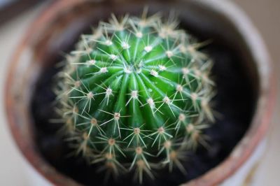 Лот: 3468115. Фото: 1. Кактус. Горшечные растения и комнатные цветы