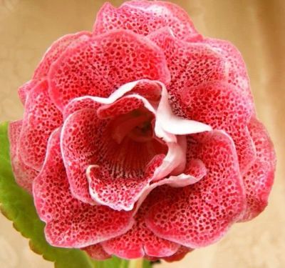 Лот: 10984680. Фото: 1. Семена глоксинии "Красные чернила... Горшечные растения и комнатные цветы