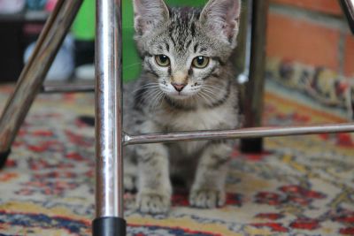 Лот: 7758988. Фото: 1. Котенок. Кошки, котята