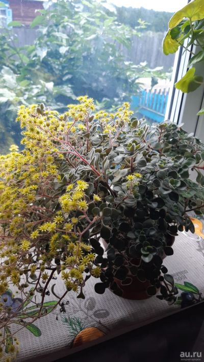 Лот: 16803480. Фото: 1. Аихризон(дерево любви и семейного... Горшечные растения и комнатные цветы