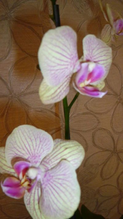 Лот: 4440208. Фото: 1. орхидея фаленопсис(D15). Горшечные растения и комнатные цветы