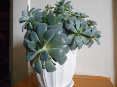 Лот: 7544064. Фото: 1. суккуленты (каменная роза). Горшечные растения и комнатные цветы