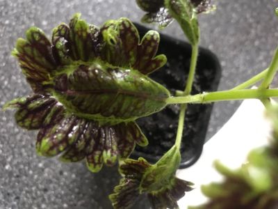 Лот: 17968376. Фото: 1. Колеус 2. Горшечные растения и комнатные цветы