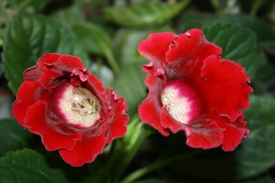 Лот: 5304395. Фото: 1. Глоксиния красная аванти (цветет... Горшечные растения и комнатные цветы