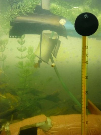 Лот: 4084727. Фото: 1. Ампулярии собственного разведения... Моллюски, ракообразные, кораллы