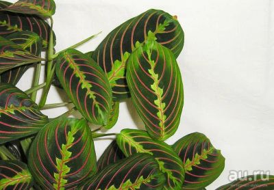 Лот: 8827666. Фото: 1. Маранта трехцветная (Maranta leuconeura... Горшечные растения и комнатные цветы