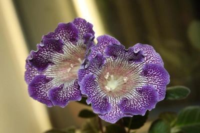 Лот: 4399049. Фото: 1. Глоксиния Тигрина Синяя (цветет... Горшечные растения и комнатные цветы