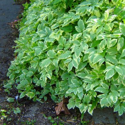 Лот: 4177359. Фото: 1. Многолетник Сныть пестролистная. Другое (семена, рассада, садовые растения)