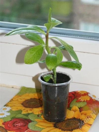 Лот: 1914844. Фото: 1. Синадениум -Synadenium grantii-... Горшечные растения и комнатные цветы