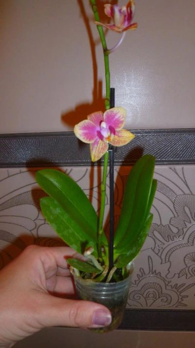 Лот: 5444864. Фото: 1. орхидея мини-фаленопсис(отцвела... Горшечные растения и комнатные цветы