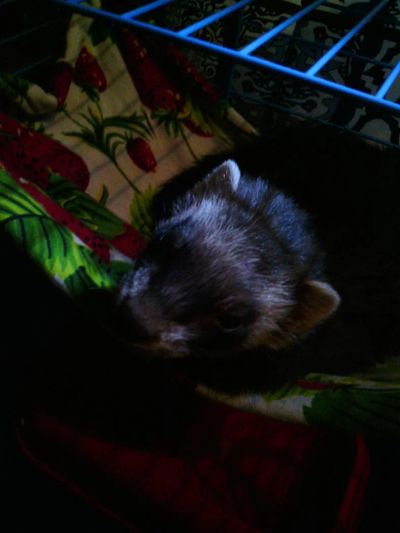 Лот: 7461735. Фото: 1. Хорек. Остальные животные