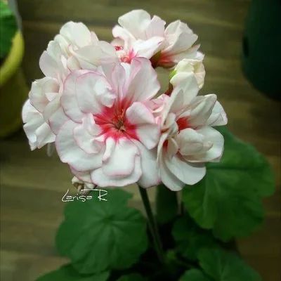 Лот: 16849495. Фото: 1. Зональная пеларгония "Ю Шуплатер... Горшечные растения и комнатные цветы