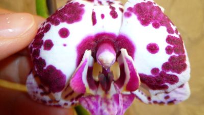 Лот: 4520104. Фото: 1. орхидея фаленопсис Е8. Горшечные растения и комнатные цветы
