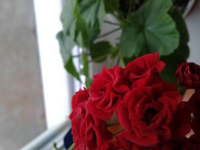 Лот: 14818713. Фото: 1. Герань/пеларгония ярко-красная... Горшечные растения и комнатные цветы