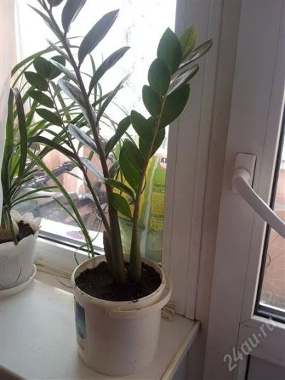 Лот: 959356. Фото: 1. замиокулькас большой куст. Горшечные растения и комнатные цветы