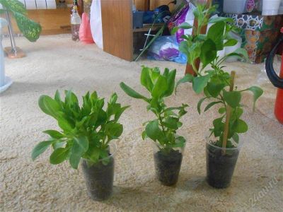 Лот: 2918917. Фото: 1. Сурфиния Table Amethyst Eye, растение... Горшечные растения и комнатные цветы