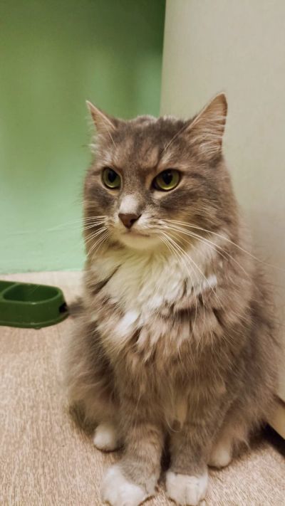 Лот: 25888376. Фото: 1. Кот Василий в добрые руки. Кошки, котята