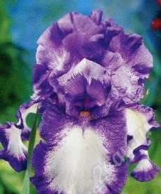 Лот: 854810. Фото: 1. Ирис "литл степ". Другое (семена, рассада, садовые растения)