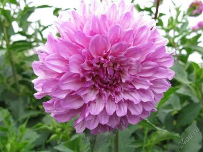 Лот: 2772610. Фото: 1. розово-сиреневый георгин №5, цветет... Другое (семена, рассада, садовые растения)