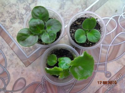 Лот: 5972178. Фото: 1. Фиалка сортовая - три детки, одним... Горшечные растения и комнатные цветы