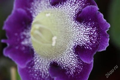 Лот: 2873637. Фото: 1. Глоксиния 16 (цветет). Горшечные растения и комнатные цветы