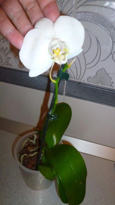 Лот: 5710167. Фото: 1. Орхидея фаленопсис F60(отцветает... Горшечные растения и комнатные цветы