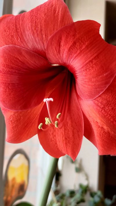 Лот: 20595203. Фото: 1. Гиппеаструм крупный красный. Горшечные растения и комнатные цветы