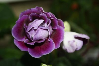 Лот: 4366687. Фото: 1. Глоксиния фиолетовая махровая... Горшечные растения и комнатные цветы