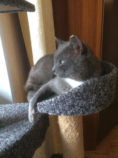 Лот: 6305154. Фото: 1. Отдадим кота мыше/крысо -лова... Кошки, котята