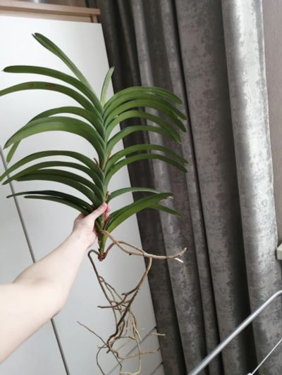 Лот: 21979554. Фото: 1. Орхидея Ванда взрослая. Горшечные растения и комнатные цветы