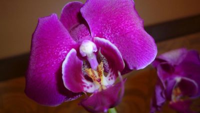 Лот: 5341739. Фото: 1. Орхидея фаленопсис F25(отцвела... Горшечные растения и комнатные цветы