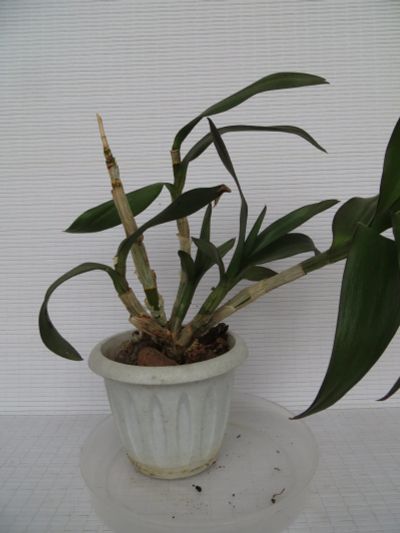 Лот: 11829627. Фото: 1. Орхидея Дендробиум Фаленопсис. Горшечные растения и комнатные цветы