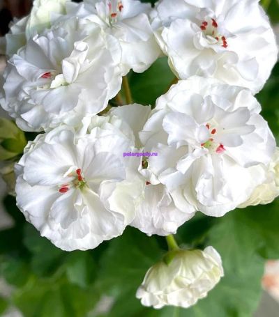 Лот: 20616534. Фото: 1. Сортовая пеларгония " Таира Любовь... Горшечные растения и комнатные цветы