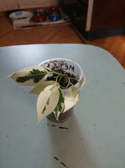 Лот: 9087770. Фото: 1. Фикус дегантель 1. Горшечные растения и комнатные цветы