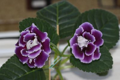 Лот: 3967219. Фото: 1. Глоксиния (фиолетовая махровая... Горшечные растения и комнатные цветы