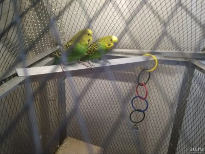 Лот: 13734784. Фото: 1. Волнистые попугаи с клеткой. Домики, переноски, клетки, когтеточки