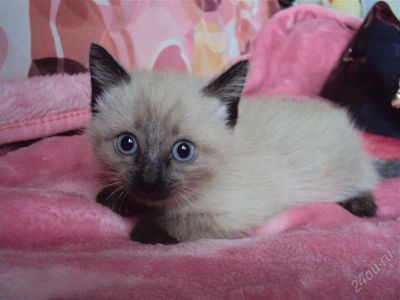 Лот: 2111852. Фото: 1. заберите очаровательного котёнка... Кошки, котята